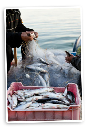 fisherman's hands